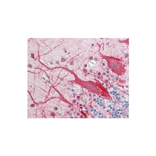 TSPAN1 (aa132-227) antibody