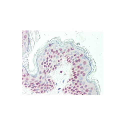 OLIG3 (aa80-109) antibody
