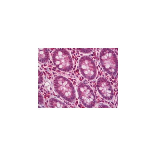 SACM1L (aa408-436) antibody