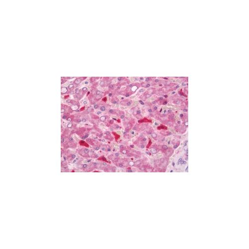 GPX1 (aa164-193) antibody