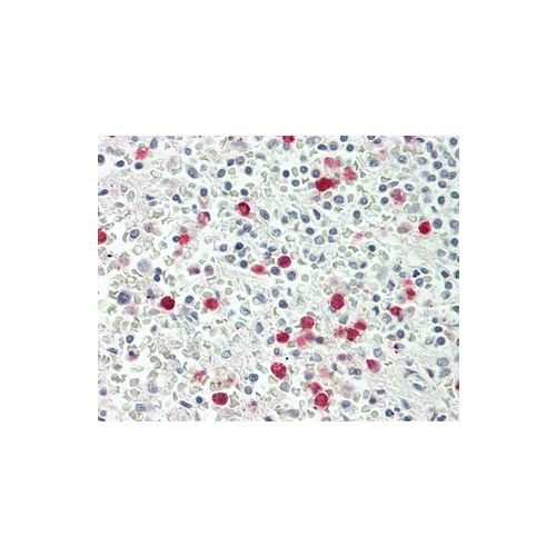 LTF antibody