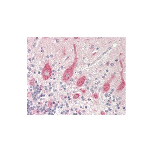 GNAL (aa50-100) antibody