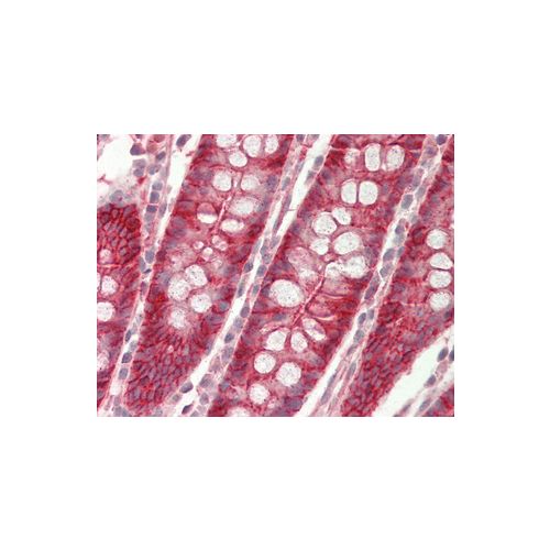 Cadherin (C-Terminus) antibody