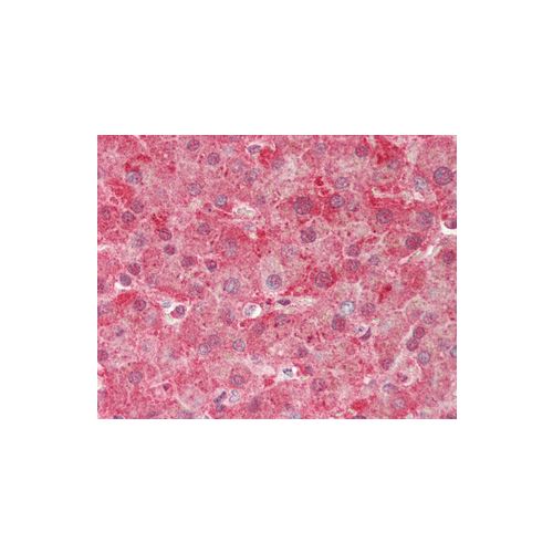 APCS antibody