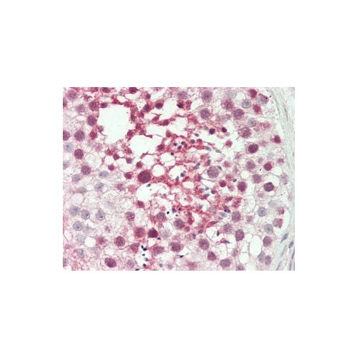 ATF7IP2 (aa318-347) antibody