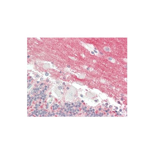 GPM6A (aa232-259) antibody