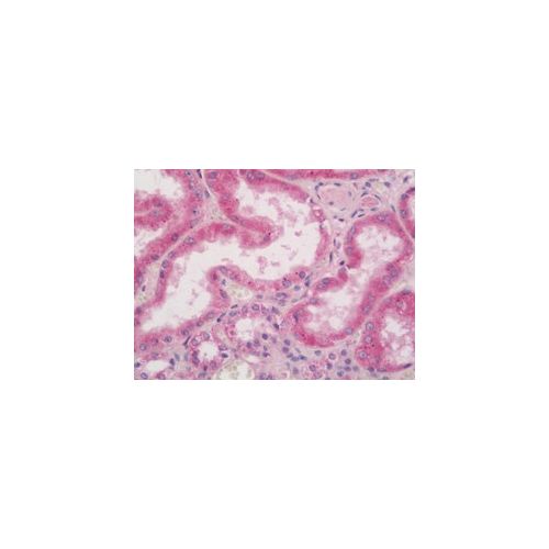 TRIB3 (Internal) antibody