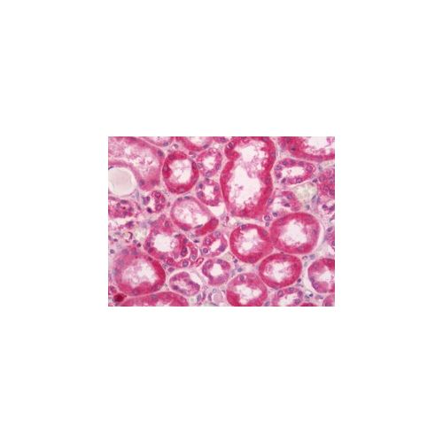 DNAJC13 (C-Terminus) antibody