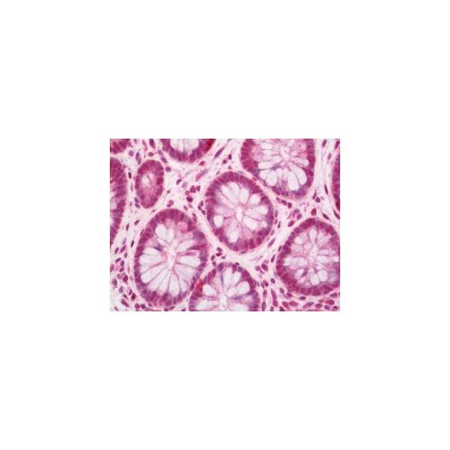 SLC29A3 (N-Terminus) antibody