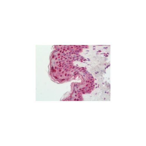 BATF3 (N-Terminus) antibody