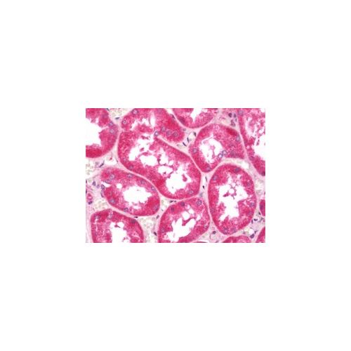 KCNK1 (C-Terminus) antibody