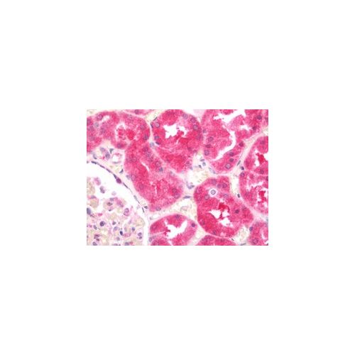 IQSEC1 (N-Terminus) antibody
