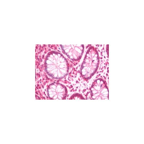 NAP1L5 (Internal) antibody