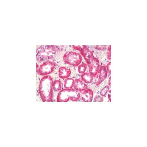 TENM3 (N-Terminus) antibody