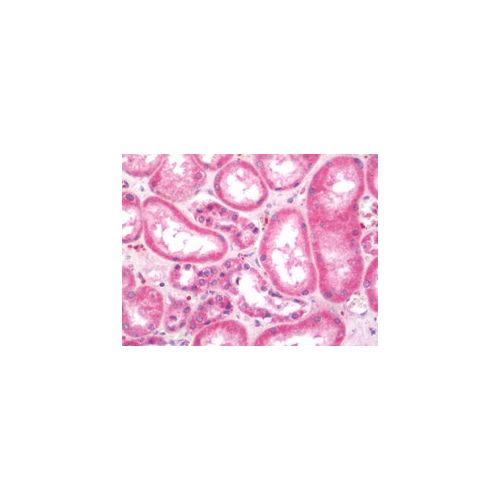 MAP1S antibody