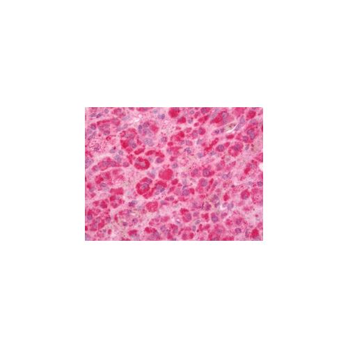 AP1S3 antibody