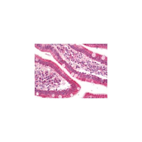 DNTTIP1 antibody