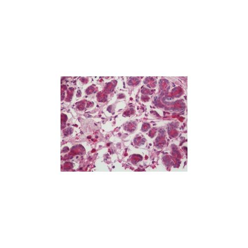 Casein antibody