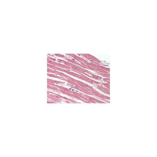 PVR antibody