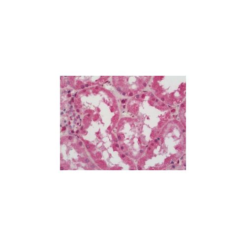 ATP6V0C (aa100-126) antibody