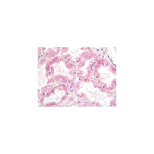 SLC38A3 (aa442-468) antibody