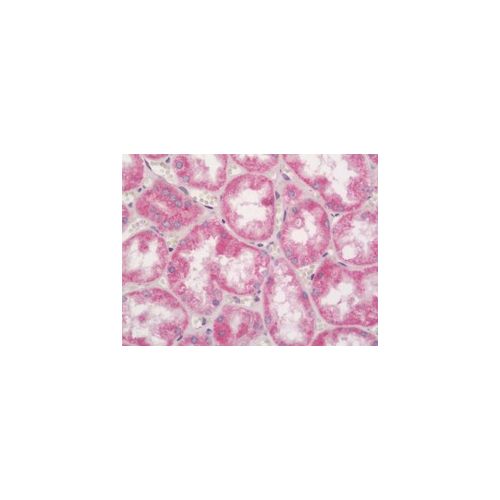 NFKBID (aa91-119) antibody