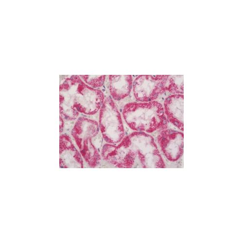 MAPK8IP1 (aa470-498) antibody