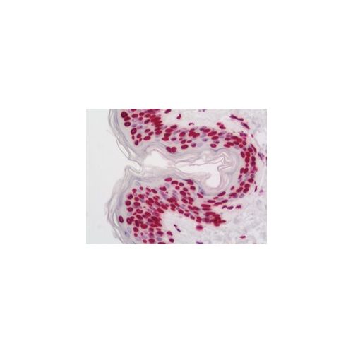 COMMD7 (Internal) antibody