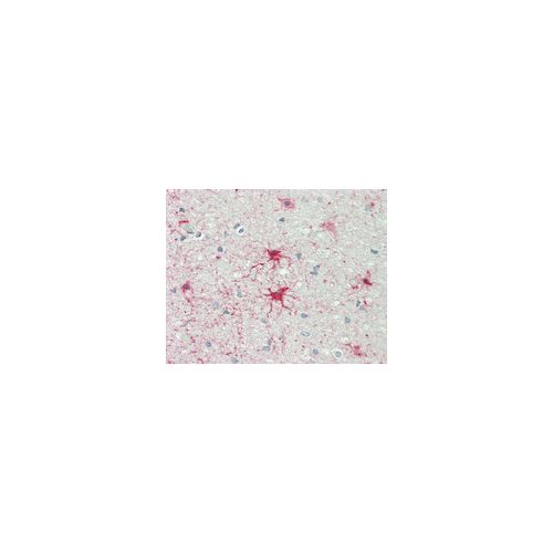 ADCY1 (aa230-280) antibody