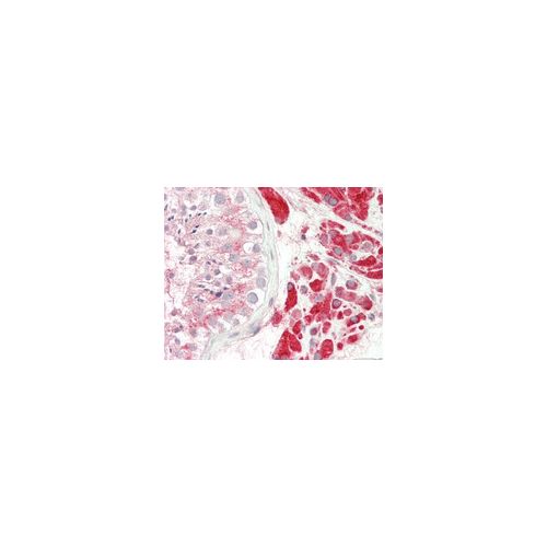 PAOX (aa467-496) antibody