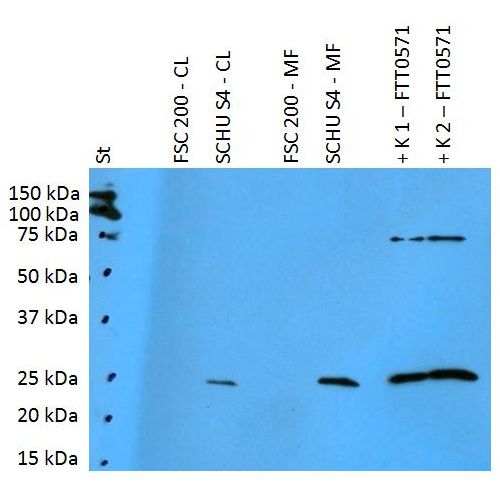 Francisella tularensis ssp. tularensis antigen FTT0571 antibody