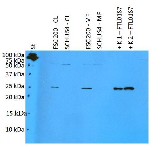 Francisella tularensis ssp. holarctica antigen FTL0187 antibody