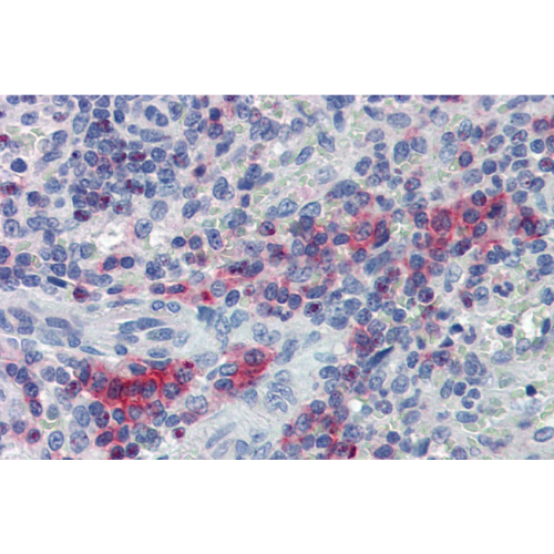 LIME antibody