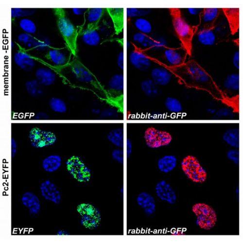 GFP antibody