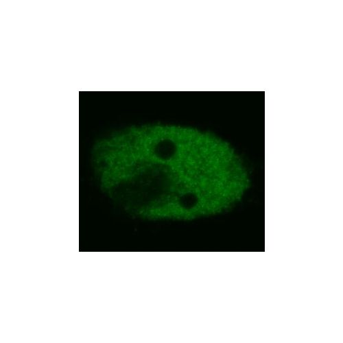p53 antibody (BP53-12)