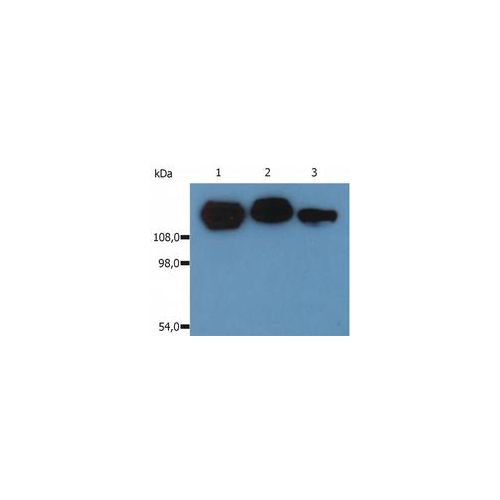 CD29 antibody (MEM-101A)