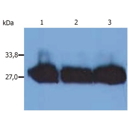Kappa light chains antibody (MEM-09)