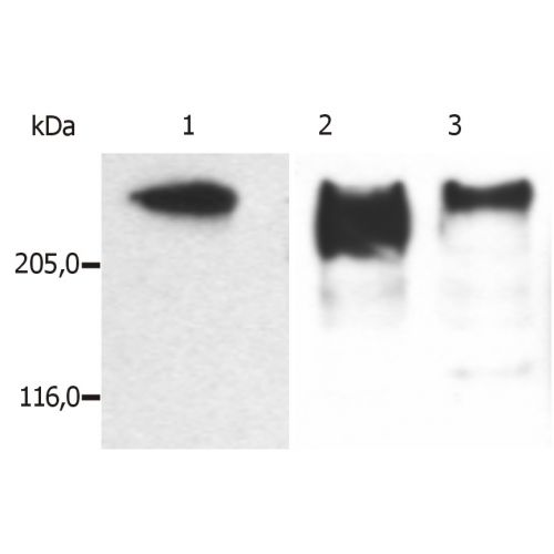MAP2ab antibody (MT-01)