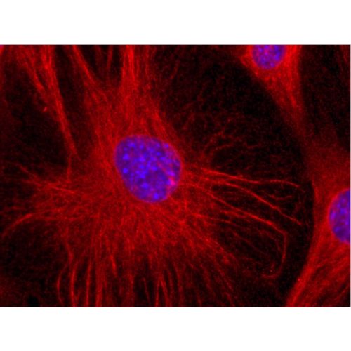 Vimentin antibody (VI-01)