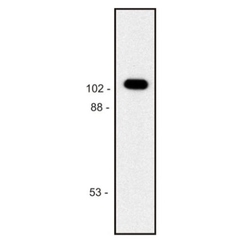 beta-Galactosidase antibody (BG-02)
