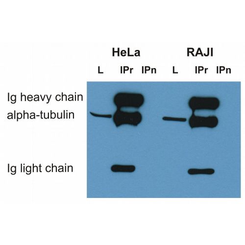 Alpha-tubulin antibody (TU-16)