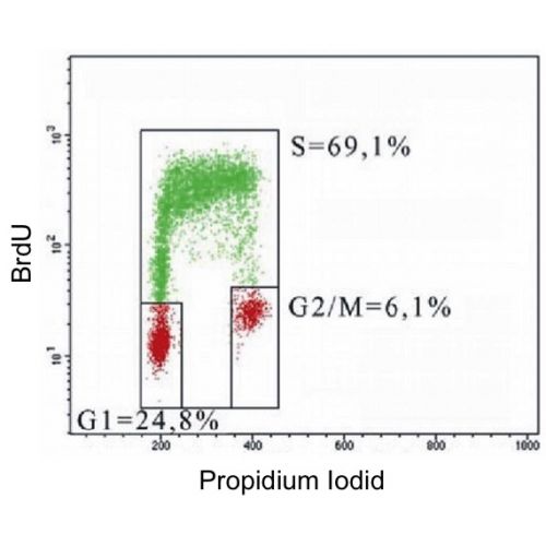 BrdU antibody (MoBu-1)