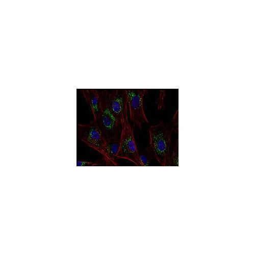CD63 antibody (MEM-259)