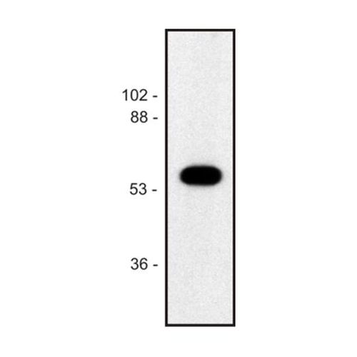 Alpha-tubulin antibody (TU-02)