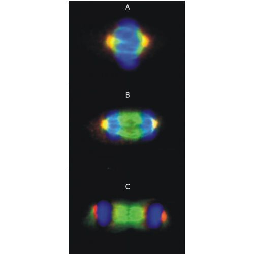 Gamma-tubulin antibody (TU-30)