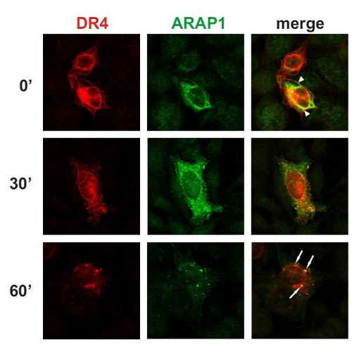ARAP1 antibody (ARAP1-2)