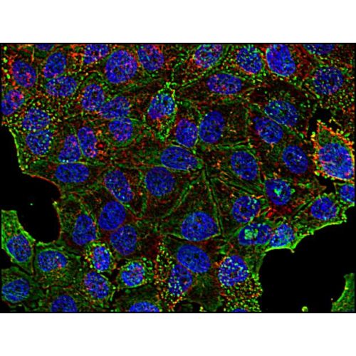 Clathrin heavy chain antibody (BF-06)