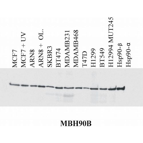 Hsp90 beta antibody (MBH90B)