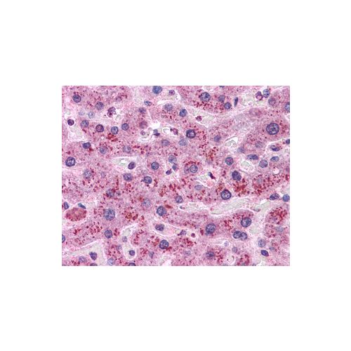 Cyclin D1 antibody (CD1.1)