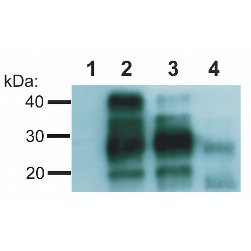 CD230 / Human Prion Protein (PrP) antibody (EM-20)